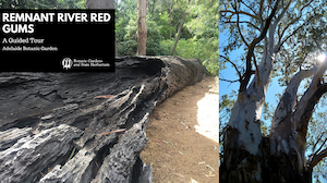 REMNANT-RIVER-RED-GUMS-2_1-v2-FPVfGA.tmp_
