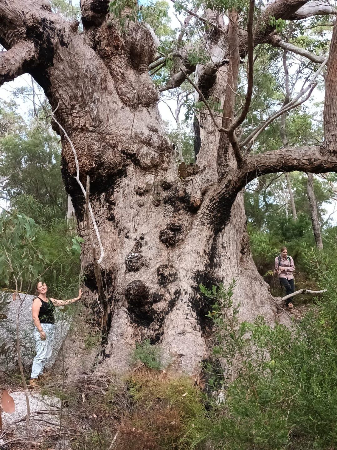 Walpole-Nornalup National Park Association