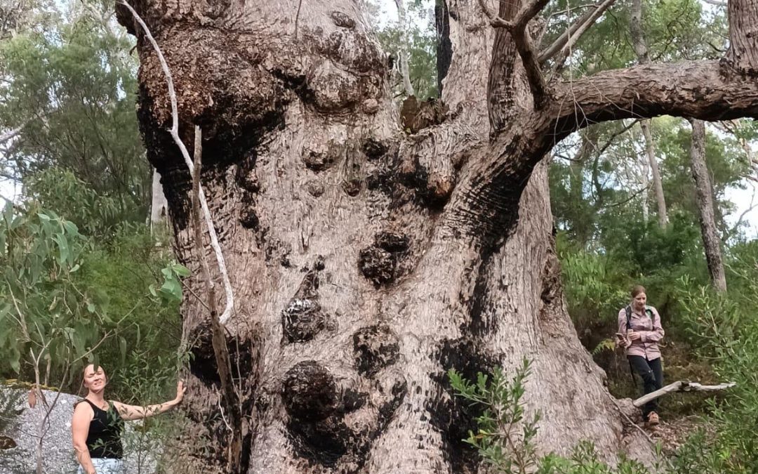 Walpole-Nornalup National Park Association