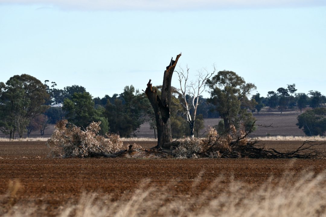 RGA (Ricegrowers) Landcare