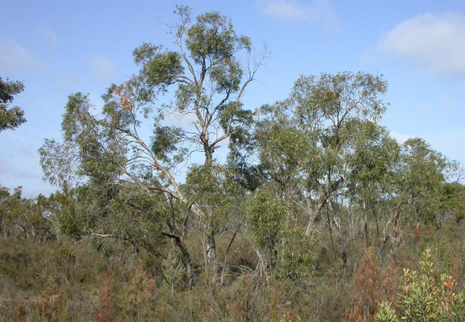 Threatened Species Conservancy