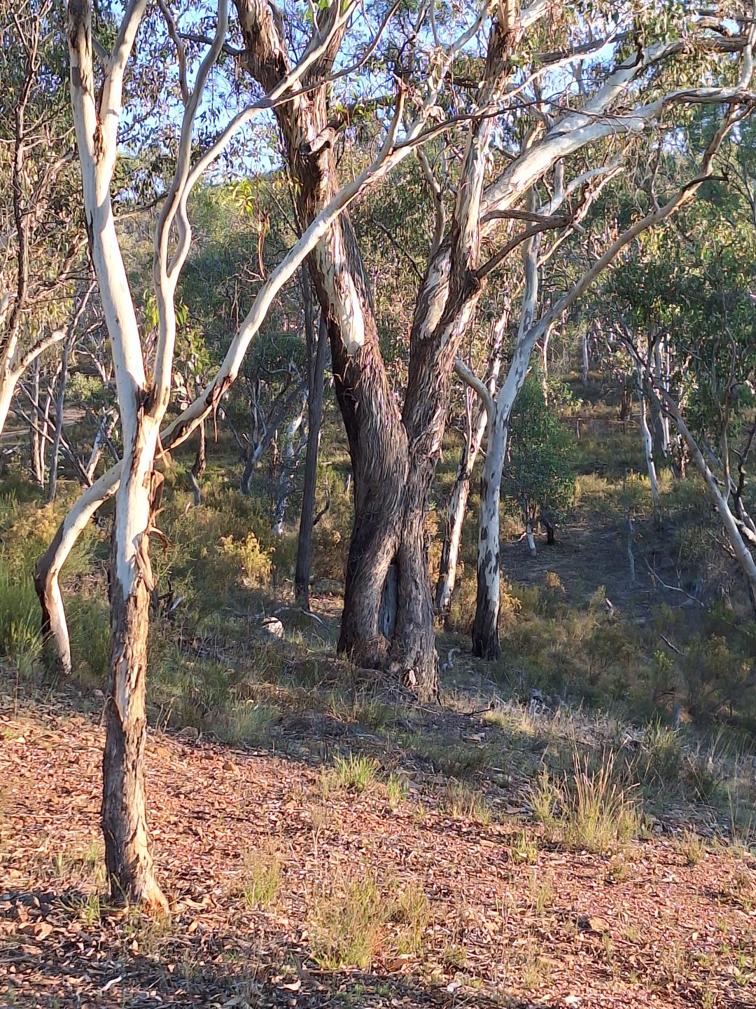 Wiradyuri Traditional Owners Central West Aboriginal Corporation