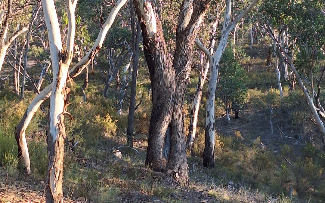 Wiradyuri Traditional Owners Central West Aboriginal Corporation
