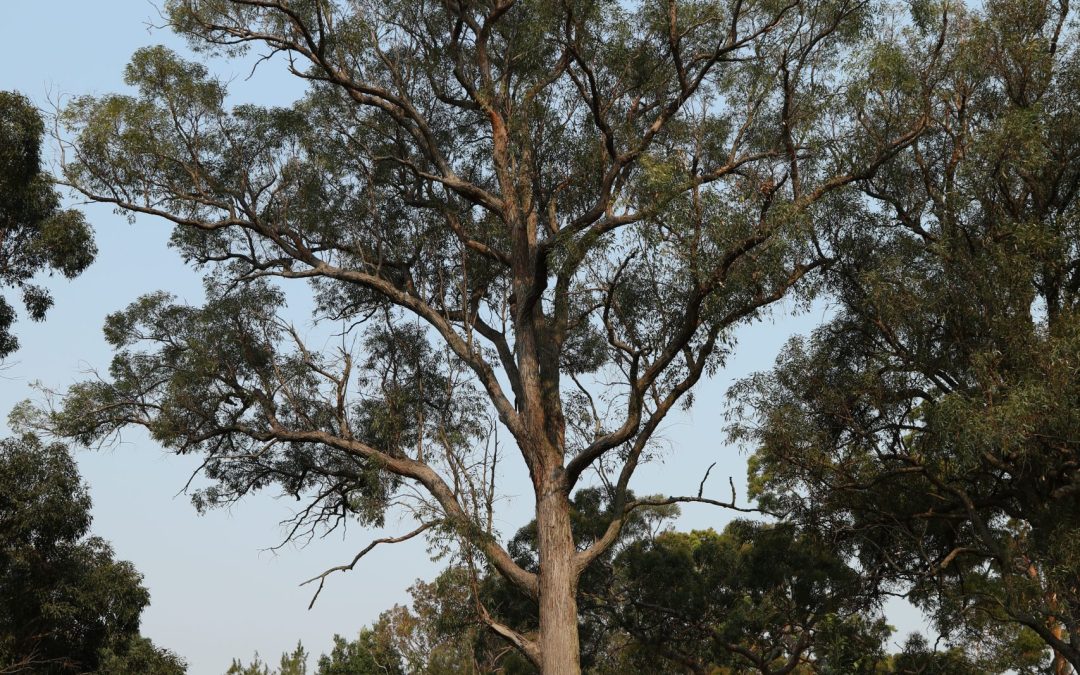 Eucalypt Walk #4