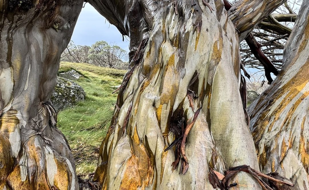 Eucalypt Walk #2