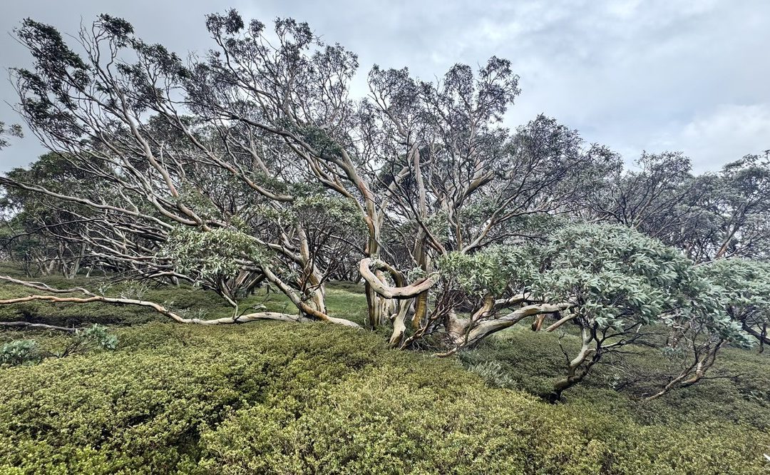 Eucalypt Walk #3