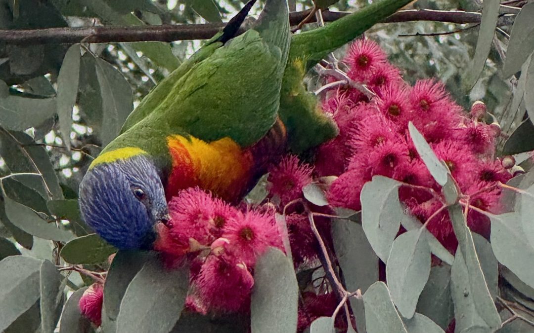 Eucalypt Walk #5