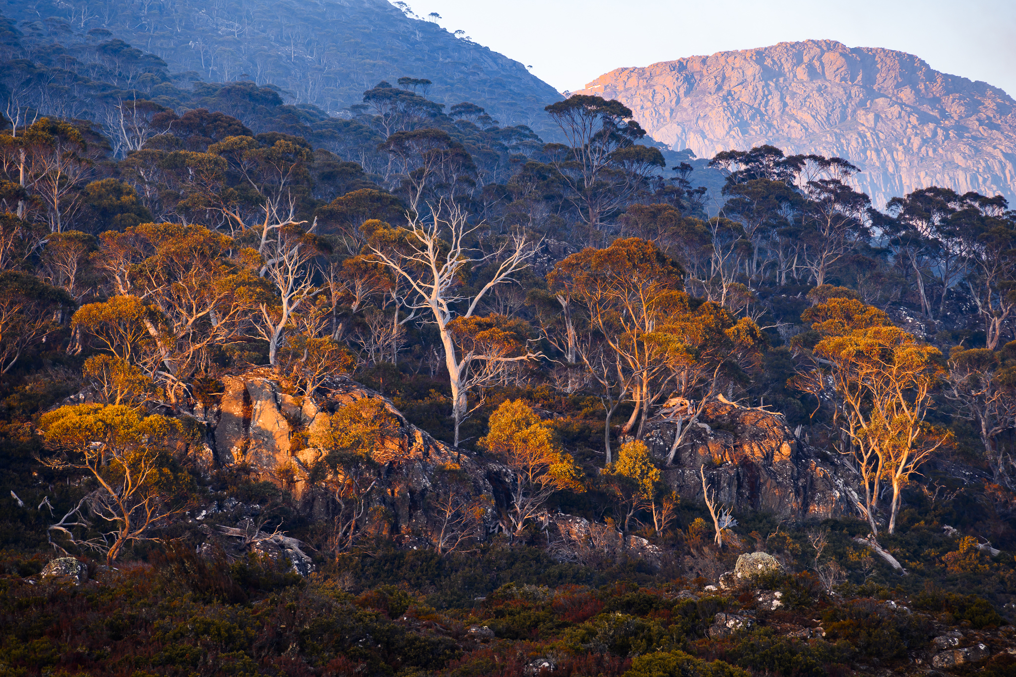 Alpine eucalypts (eucalyptus coccifera) at sunrise, Walls of Jerusalem National Park(1) © Geoff Murray