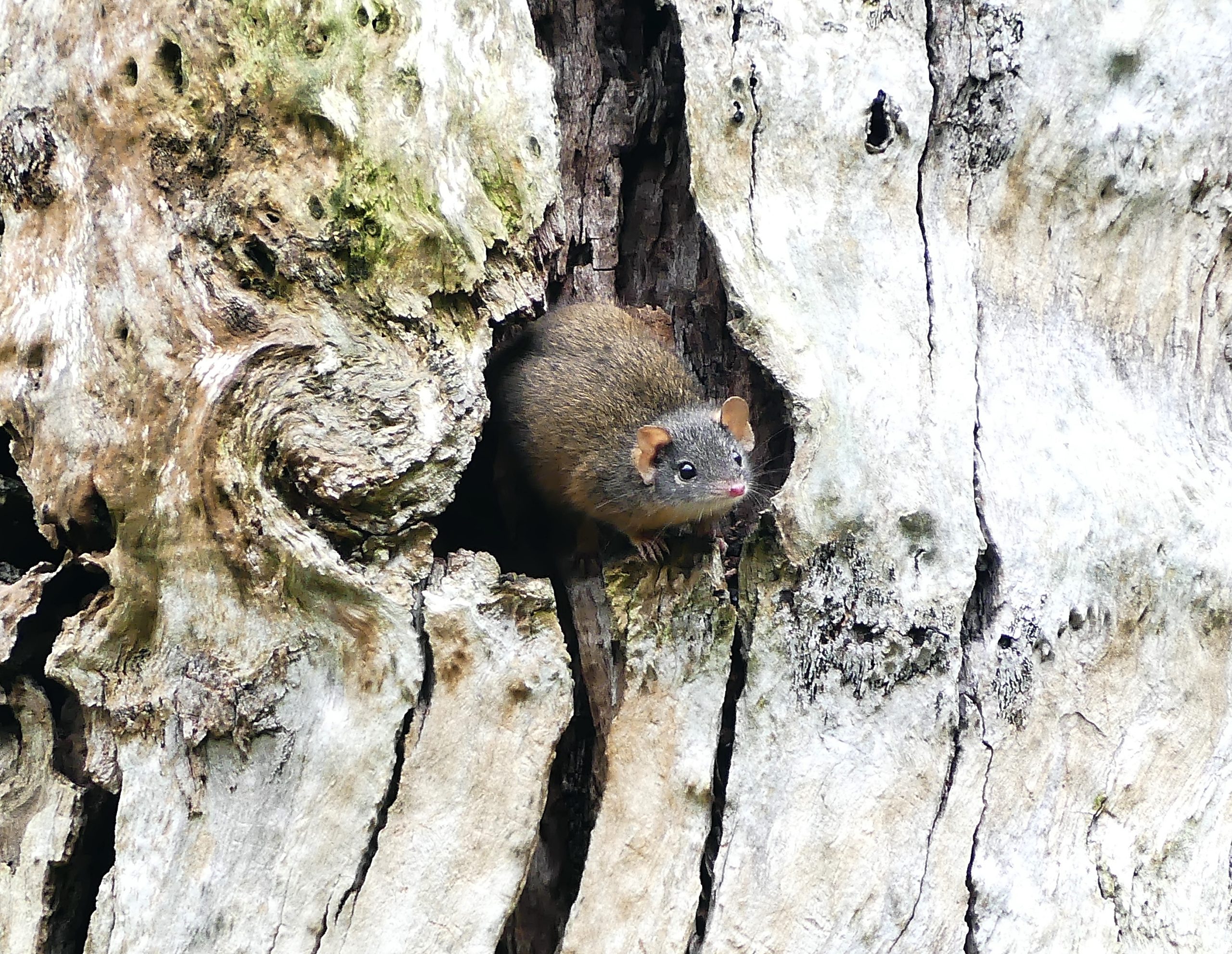 Antechinus © Marianne Broug