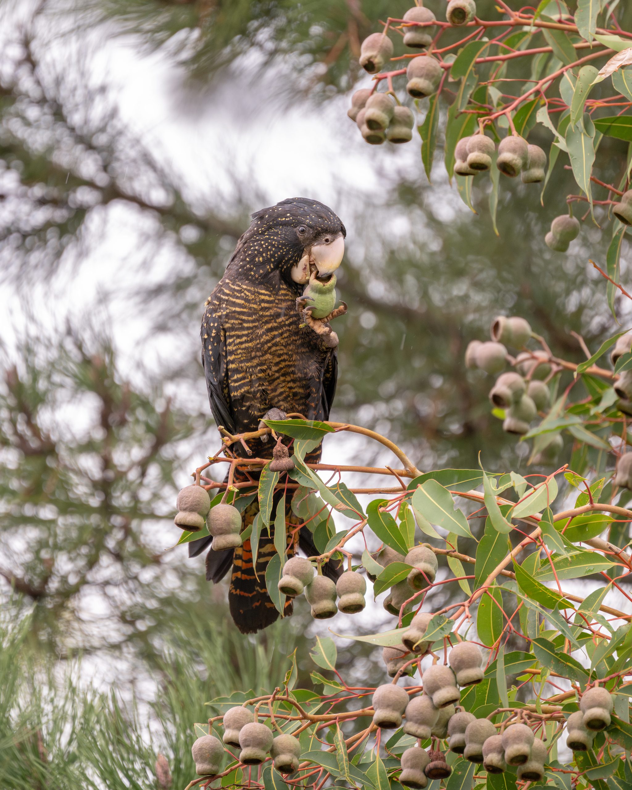 Honkey Nut Feast © Naidu Kumapatla