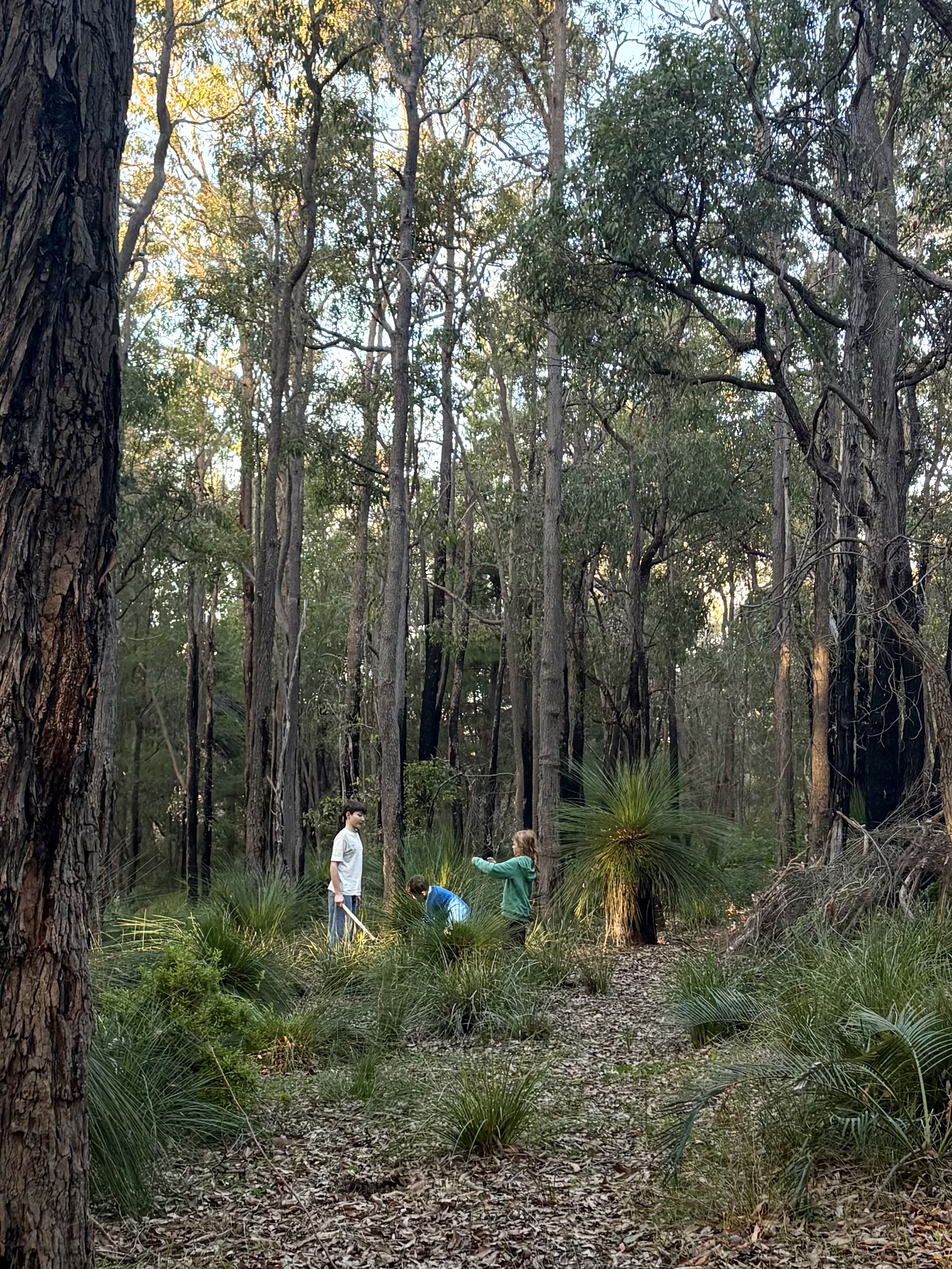 Eucalypt Cubby © Kate Herren