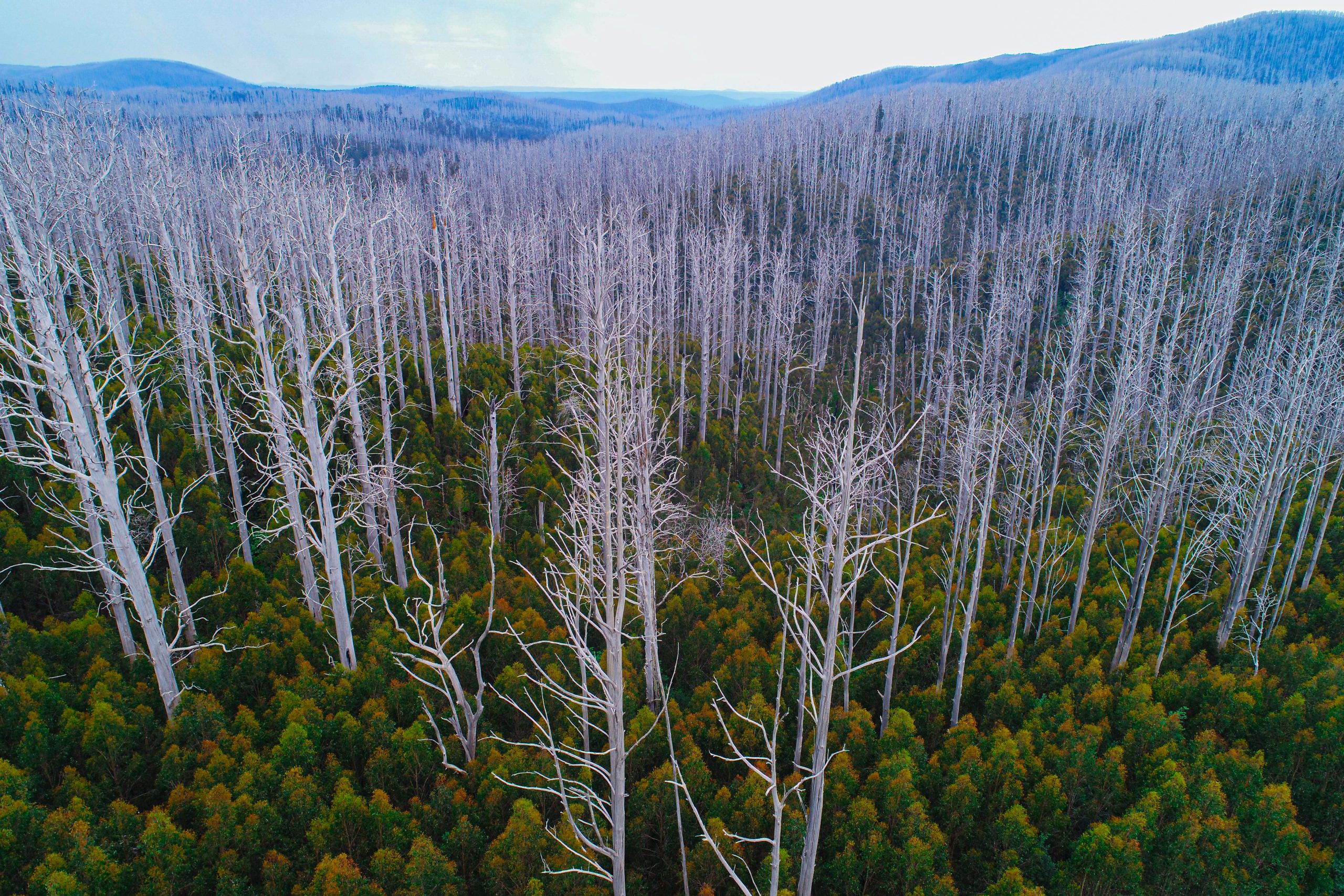 eucalypt-australia-2026_next-gen-eucs © Benjamin Wagner